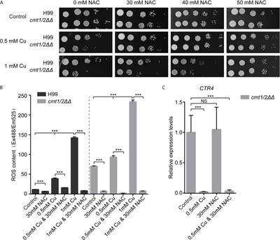 Proteomic Analysis of Copper Toxicity in Human Fungal Pathogen Cryptococcus neoformans